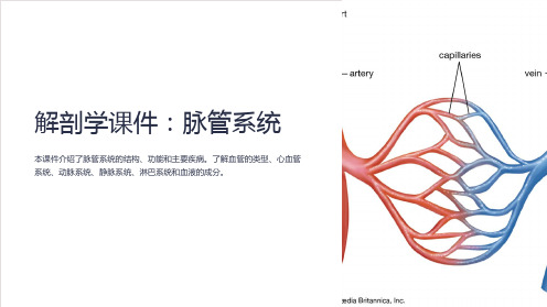 解剖学课件：脉管系统