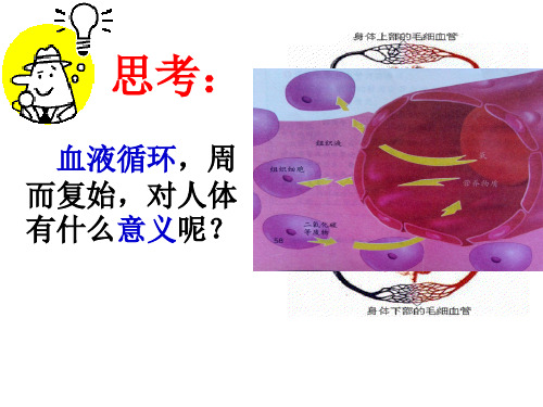 人体内废物的排出复习ppt课件