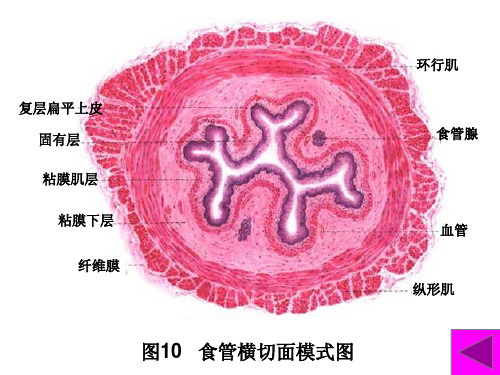 组织胚胎学实验考试图谱5