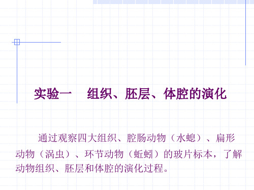 最新实验一动物解剖及动物的形态结构观察技术PPT课件