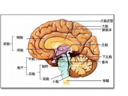 神经系统基础