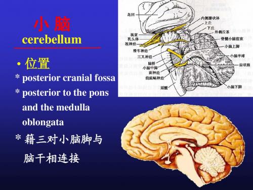 解剖第八课小脑间脑