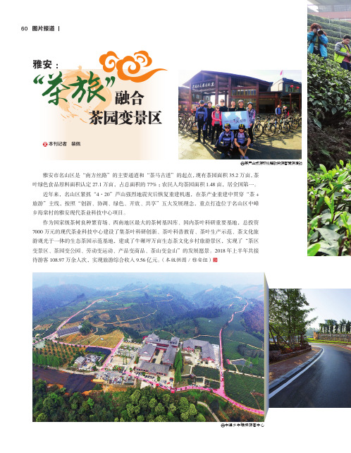 雅安“茶旅”融合茶园变景区