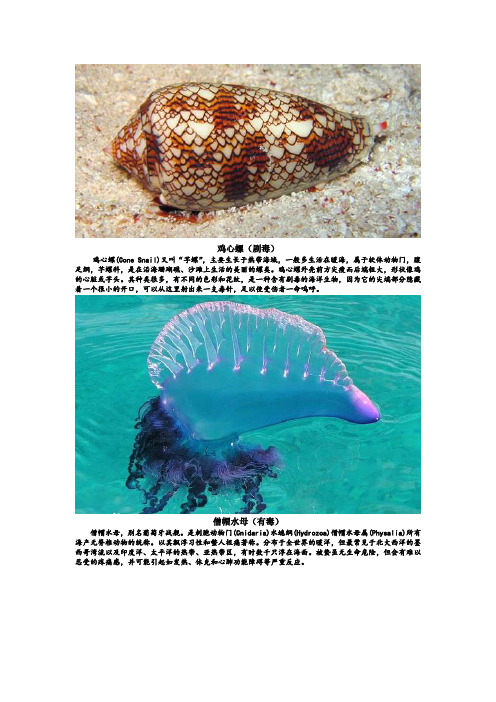 海洋生物汇总