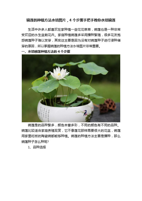 碗莲的种植方法水培图片，4个步骤手把手教你水培碗莲