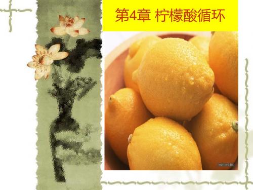 生物化学--柠檬酸循环