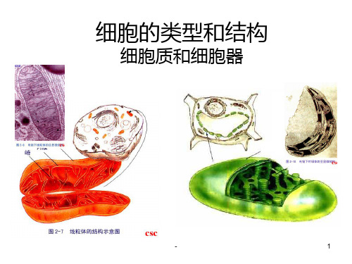 线粒体和叶绿体PPT课件