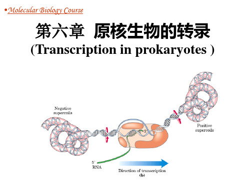 分子生物学   第5章 原核生物的转录分解