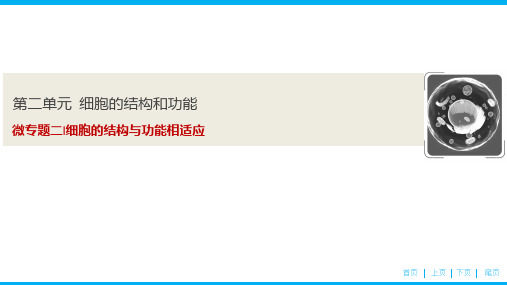 第二单元  微专题二  细胞的结构与功能相适应