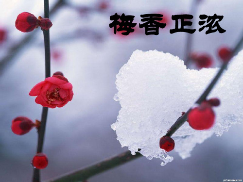 梅香正浓优秀课件