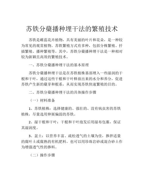 苏铁分蘖播种埋干法的繁殖技术