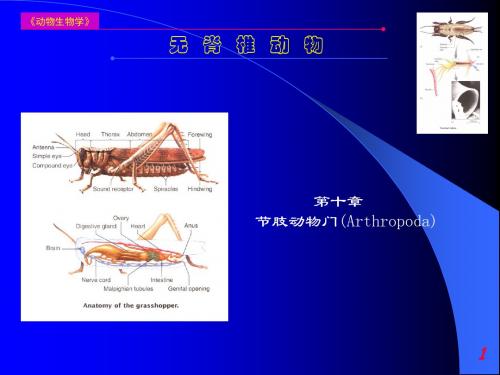 无脊椎动物节肢动物门讲解