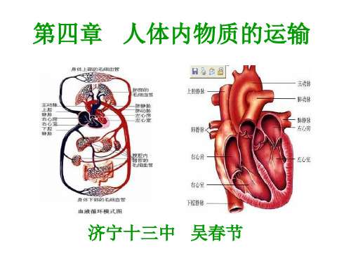 人教版初中生物七年级下册第四单元 生物圈中的人第四章 人体内物质的运输课件(2)