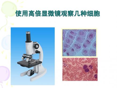 高一生物实验_使用高倍镜观察几种细胞