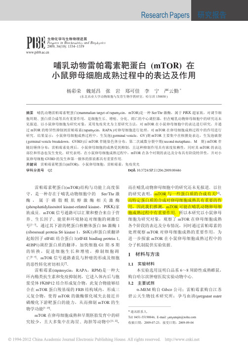 哺乳动物雷帕霉素靶蛋白mTOR在小鼠卵母细胞成熟过程中的表达及作用