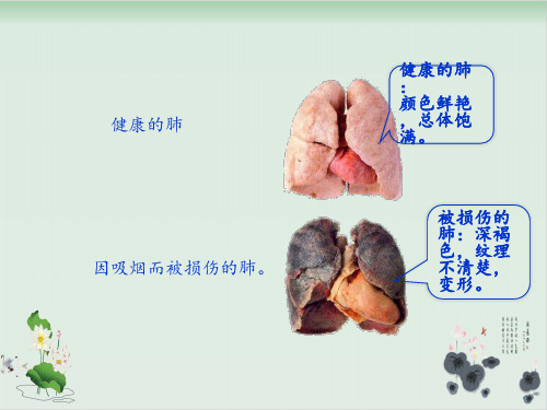 六年级下册科学课件《 呼吸与交换》 冀人版