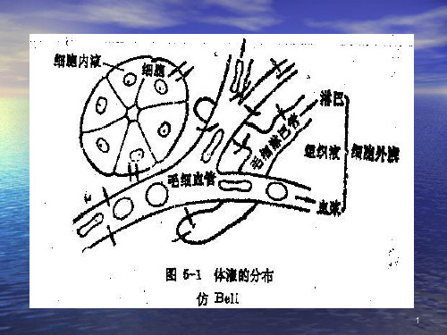 鱼类生理学血液.ppt