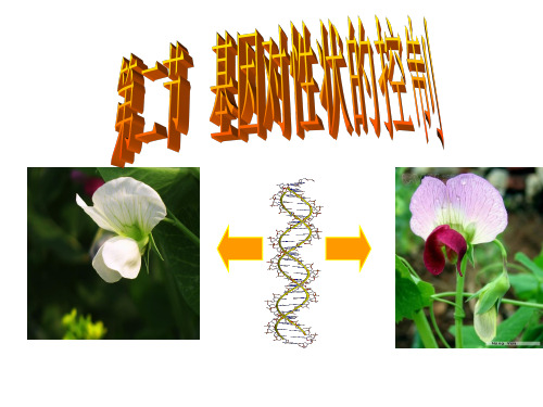 4.2 基因对性状的控制  课件(人教版必修2).ppt