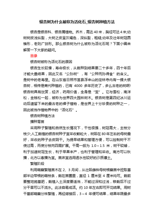 银杏树为什么被称为活化石_银杏树种植方法