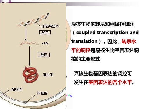 乳糖操纵子概述