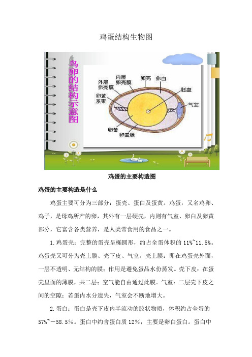 鸡蛋结构生物图