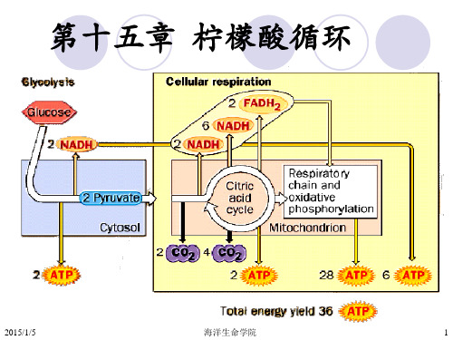 第15章 柠檬酸循环