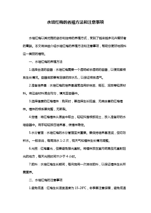 水培红梅的养殖方法和注意事项