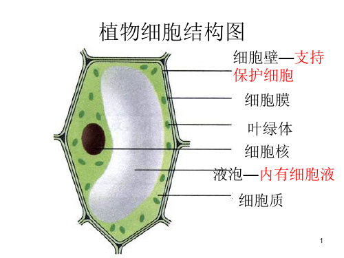 观察人体口腔上皮细胞、洋葱鳞片叶表皮细胞实验-PPT课件