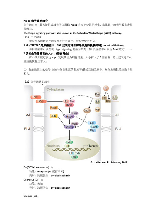 Hippo信号通路简介