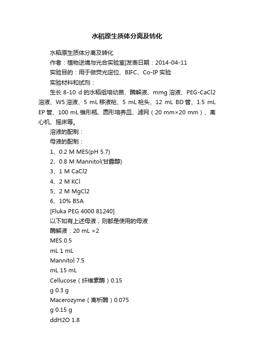 水稻原生质体分离及转化