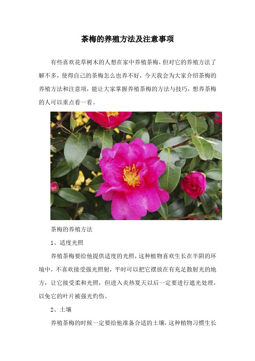 茶梅的养殖方法及注意事项