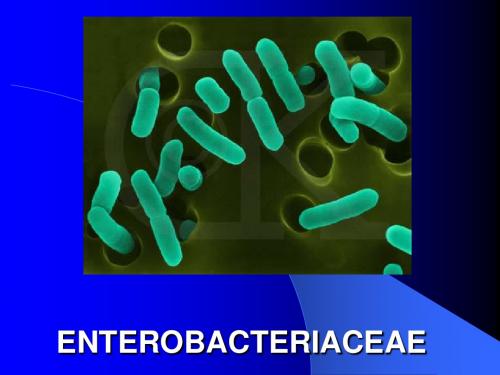 Enterobacteriaceae