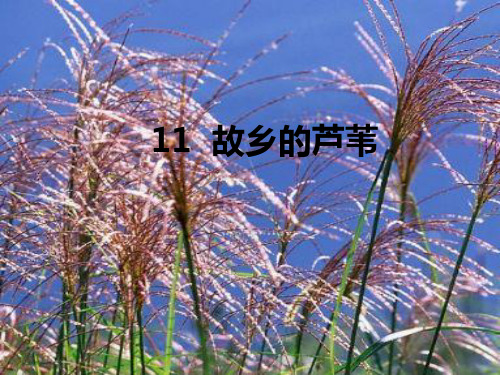 《故乡的芦苇》课件