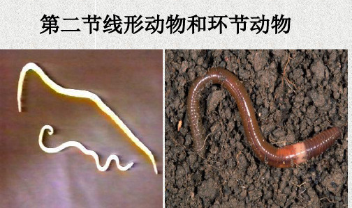 人教版八年级生物上册5.1.2线形动物和环节动物(19张PPT)