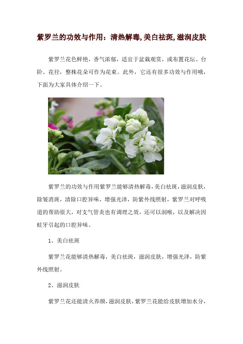 紫罗兰的功效与作用：清热解毒,美白祛斑,滋润皮肤