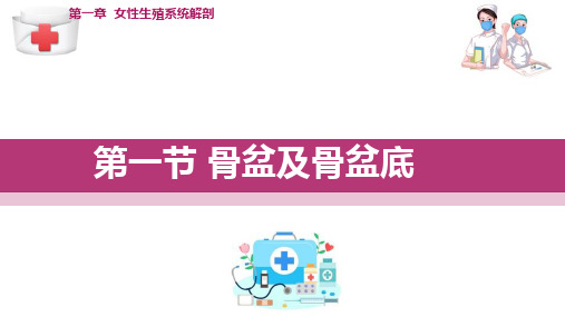 女性生殖系统解剖 骨盆及骨盆底(妇产科护理课件)