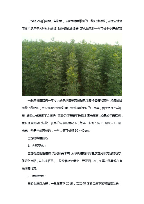 白蜡树一年可长多粗