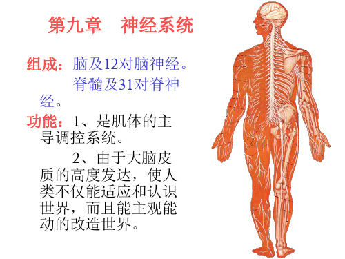 神经系统总论 综合课件