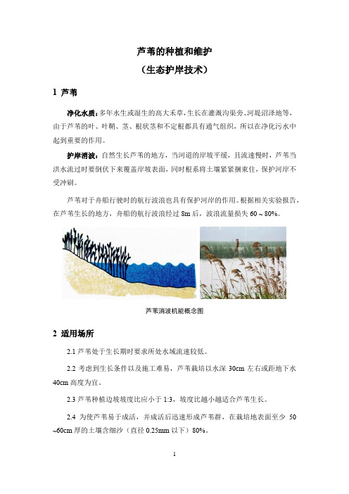 生态护岸之芦苇的种植和维护