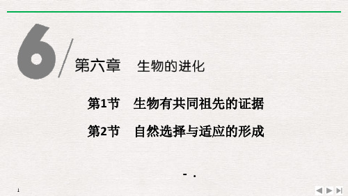 《生物有共同祖先的证据》《自然选择与适应的形成》生物的进化PPT课件