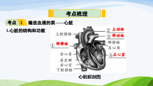 生物知识梳理第5讲心脏和血液循环ppt课件