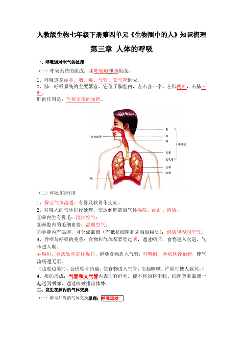 第三章 人体的呼吸【2023春人教版七下生物期中期末复习 必背考点整理】(教师版)