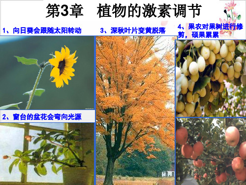 人教版生物必修三植物生长素的发现-ppt精品课件