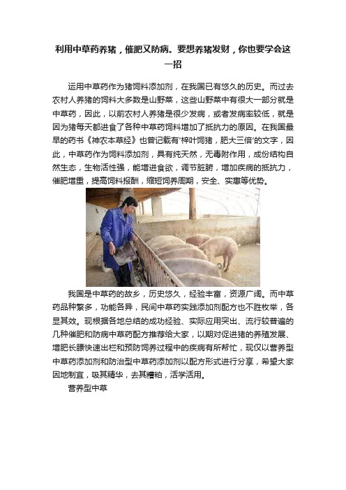 利用中草药养猪，催肥又防病。要想养猪发财，你也要学会这一招