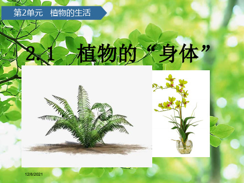 三年级科学上册 第二单元 植物的生活 第5课植物的身体课件