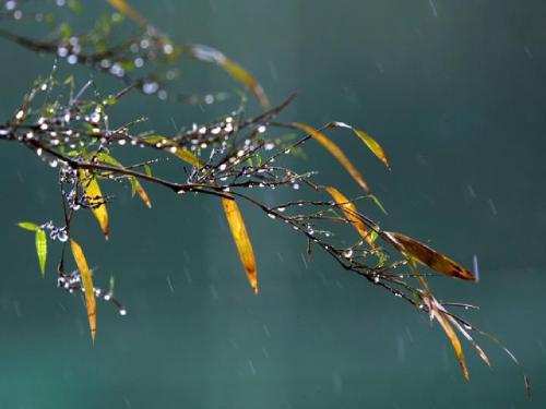 三年级语文上册《秋天的雨》教学PPT课件