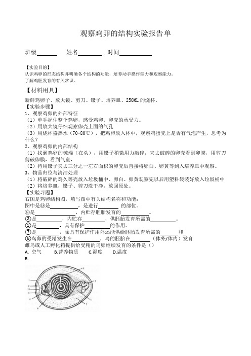 观察鸡卵的结构实验报告单