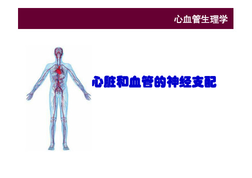 4.7心脏和血管的神经支配