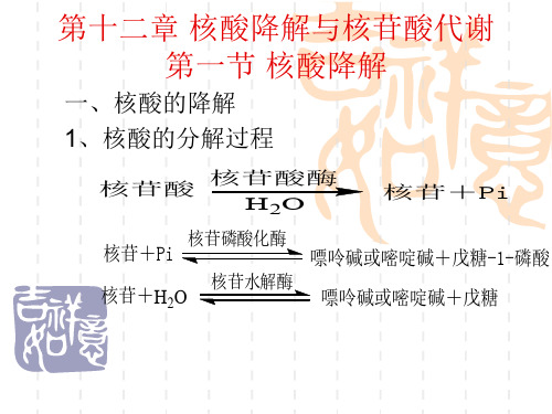 第十二章核酸降解与核苷酸代谢ppt课件