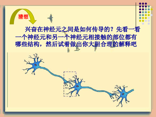 高中生物《突触的信号传递》